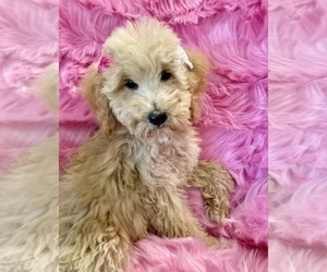 Goldendoodle Puppy for sale in LEHIGH ACRES, FL, USA