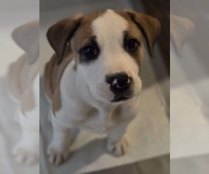 Mutt Dogs for adoption in Poplar Bluff, MO, USA