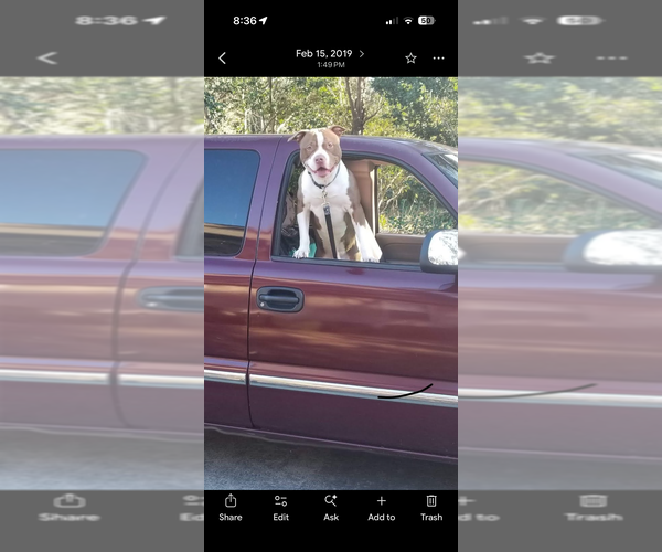 Medium Photo #11 American Bulldog Puppy For Sale in MACON, GA, USA