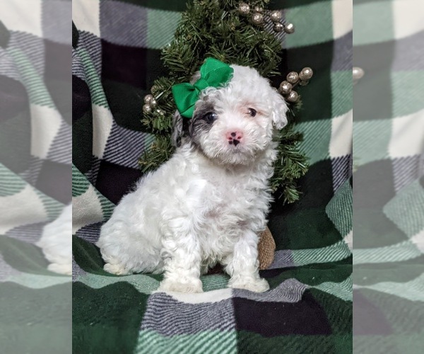 Medium Photo #2 Poodle (Toy) Puppy For Sale in LINCOLN UNIV, PA, USA