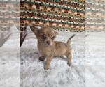 Small #7 Chihuahua