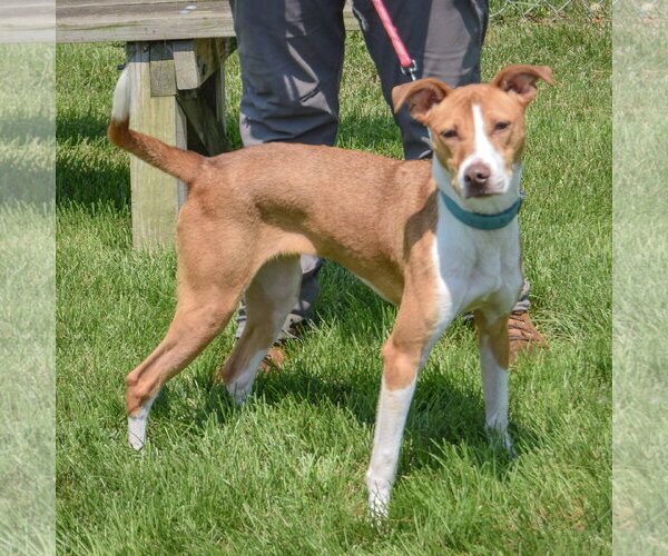 Medium Photo #2 American Staffordshire Terrier-Whippet Mix Puppy For Sale in Huntley, IL, USA