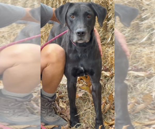 Medium Photo #2 Great Dane-Unknown Mix Puppy For Sale in Thomasville, NC, USA