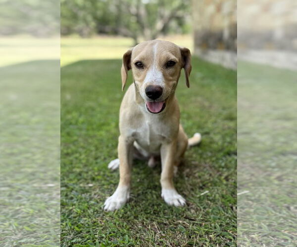 Medium Photo #3 Beagle-Unknown Mix Puppy For Sale in PIPE CREEK, TX, USA