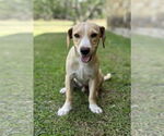 Small #2 Beagle Mix
