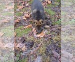 Small Photo #4 German Shepherd Dog Puppy For Sale in STATESVILLE, NC, USA