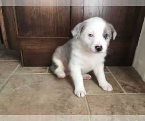 Border-Aussie Puppy for sale in COAL CITY, IN, USA