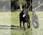 Small Photo #1 Labrador Retriever Puppy For Sale in NEOLA, WV, USA