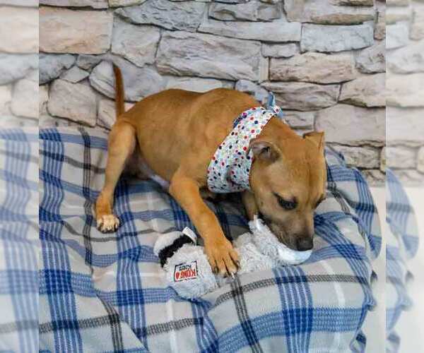 Medium Photo #4 Boxador Puppy For Sale in Kennesaw, GA, USA