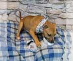 Small #3 Boxador