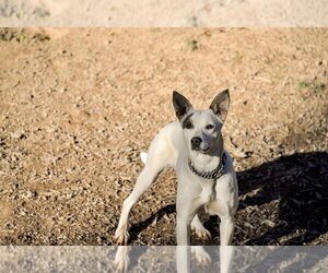 Ethel Mae - Female Mutt Dog for Adoption - Photo #4