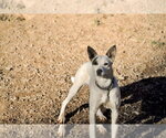 Small #3 Mutt