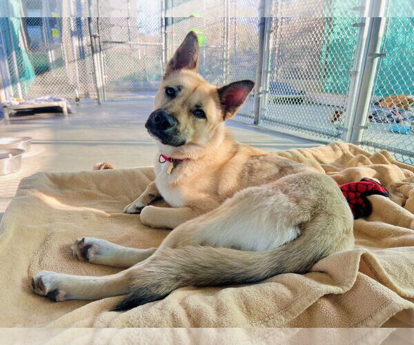 Medium Photo #4 Mutt Puppy For Sale in Seal Beach, CA, USA