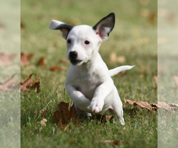Medium Photo #5 Jackshund Puppy For Sale in Mechanicsburg, PA, USA