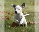 Small Photo #5 Jackshund Puppy For Sale in Mechanicsburg, PA, USA