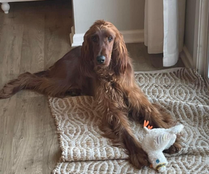 Irish Setter Puppy for sale in SIMPSONVILLE, SC, USA