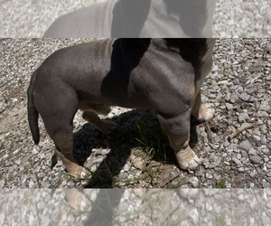 Father of the American Bully puppies born on 02/05/2023