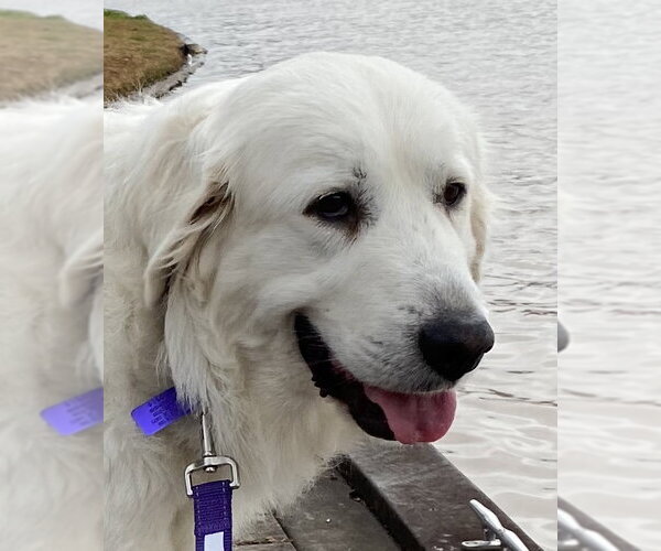 Medium Photo #12 Great Pyrenees Puppy For Sale in Spring, TX, USA
