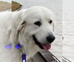Small #11 Great Pyrenees