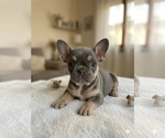 Small #2 French Bulldog