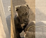 Puppy Puppy 1 Cane Corso