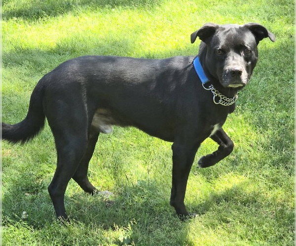 Medium Photo #2 Labrador Retriever-Unknown Mix Puppy For Sale in Genesee, WI, USA