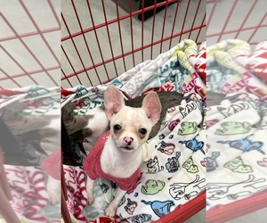 Chihuahua Puppy for sale in GETTYSBURG, PA, USA
