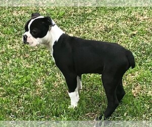 Boston Terrier Puppy for sale in CALDWELL, TX, USA