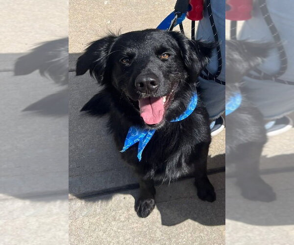 Medium Photo #1 Mutt Puppy For Sale in Bolivar, MO, USA