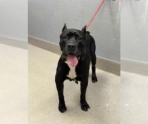 Mutt Dogs for adoption in Las Vegas, NV, USA