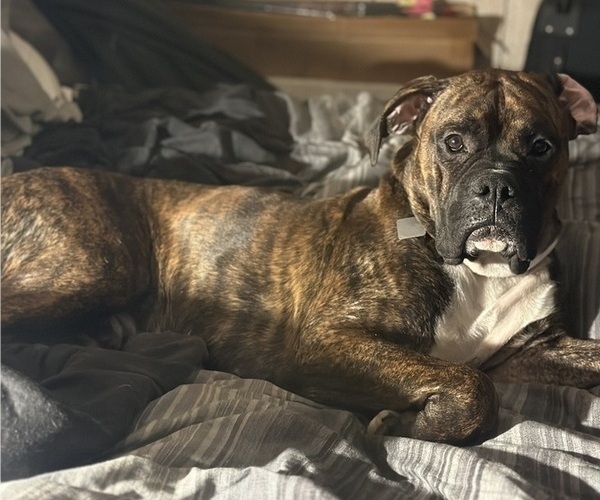 Medium Photo #1 Boxer Puppy For Sale in CULVER, IN, USA