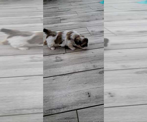 Medium Photo #3 Shih Tzu Puppy For Sale in FANNING SPGS, FL, USA