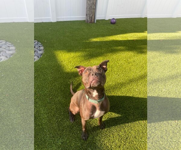 Medium Photo #33 American Pit Bull Terrier-Unknown Mix Puppy For Sale in Pompano Beach , FL, USA