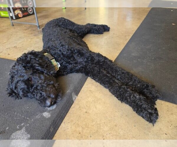 Medium Photo #2 Poodle (Standard)-Unknown Mix Puppy For Sale in San Diego, CA, USA