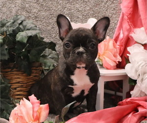 French Bulldog Puppy for Sale in THORP, Wisconsin USA