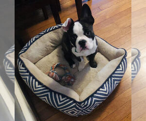 Faux Frenchbo Bulldog Puppy for sale in W SPRINGFIELD, MA, USA