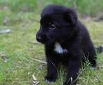 Small #21 German Shepherd Dog