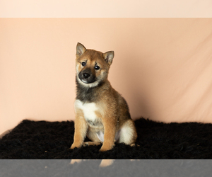 Shiba Inu Puppy for sale in MILLERSBURG, IN, USA