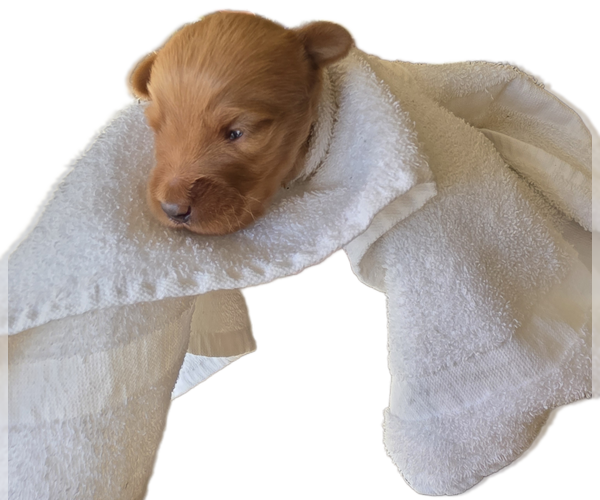 Medium Photo #5 Labradoodle Puppy For Sale in ALBUQUERQUE, NM, USA
