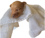 Small #4 Labradoodle