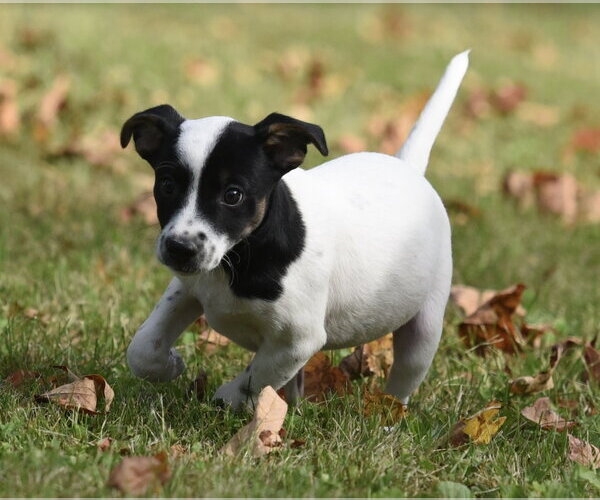Medium Photo #10 Jackshund Puppy For Sale in Mechanicsburg, PA, USA