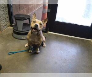 Mutt Dogs for adoption in Tulsa, OK, USA
