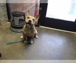 DORI - Female Mutt Dog for Adoption - Small photo