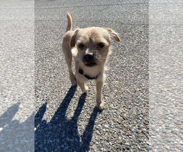 Medium Photo #3 Mutt Puppy For Sale in La Verne, CA, USA