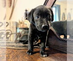 Small #1 Golden Retriever Mix