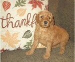Small Photo #6 Goldendoodle Puppy For Sale in LINCOLN, AL, USA
