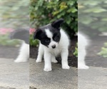 Small #1 Papillon
