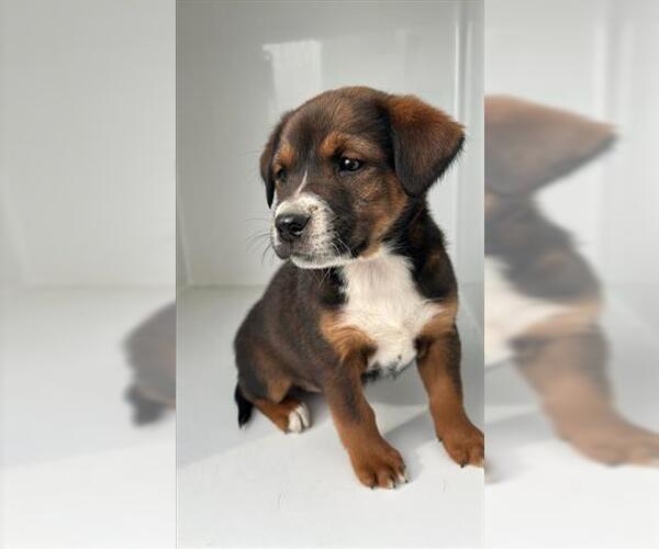 Medium Photo #1 German Shepherd Dog-Unknown Mix Puppy For Sale in Houston, TX, USA