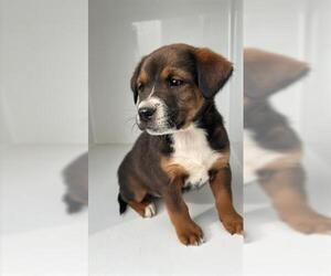 German Shepherd Dog-Unknown Mix Dogs for adoption in Houston, TX, USA