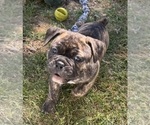 Small Photo #6 Olde English Bulldogge Puppy For Sale in VIOLA, AR, USA